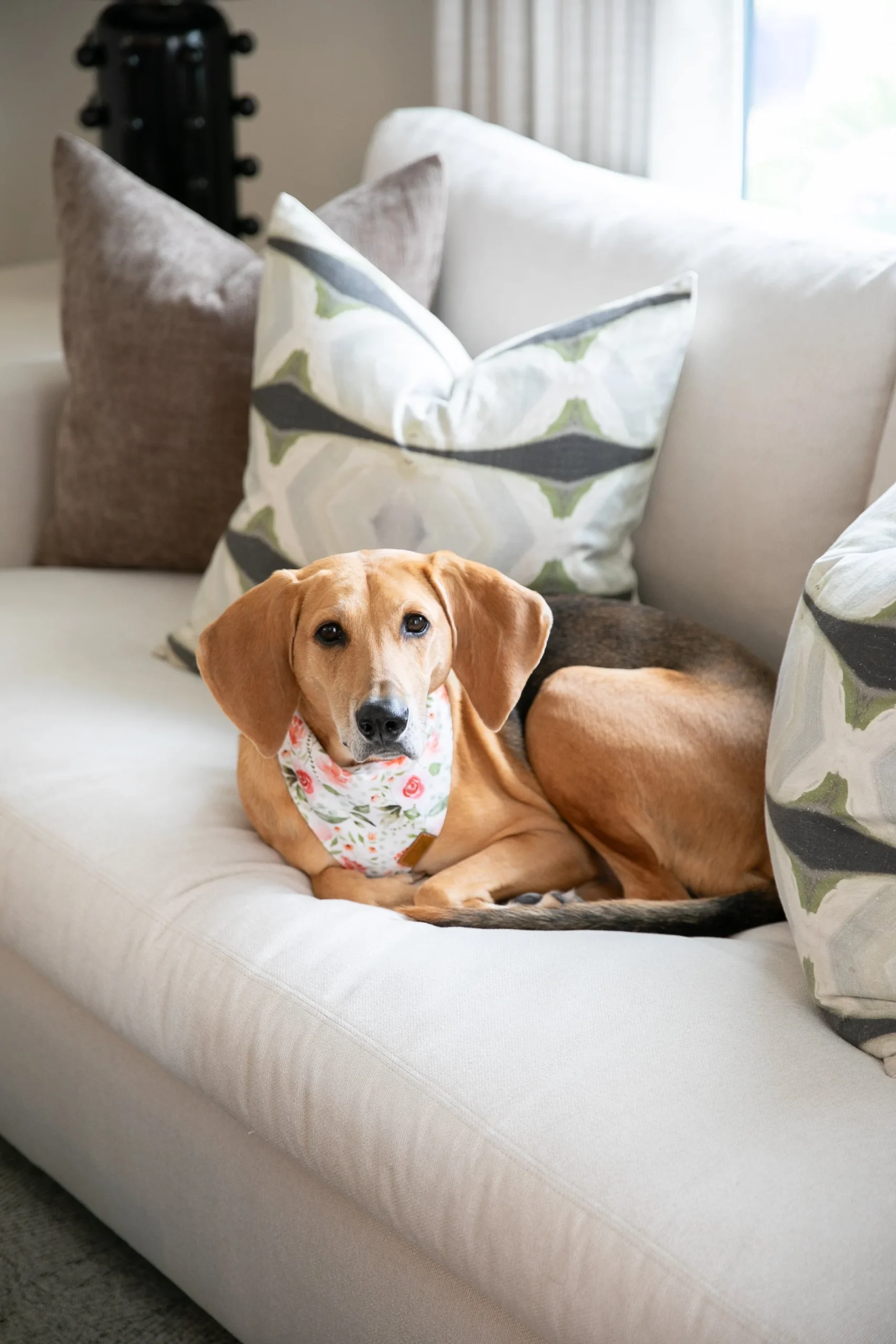 Pets & Furniture: Designing a Home That Works for Everyone